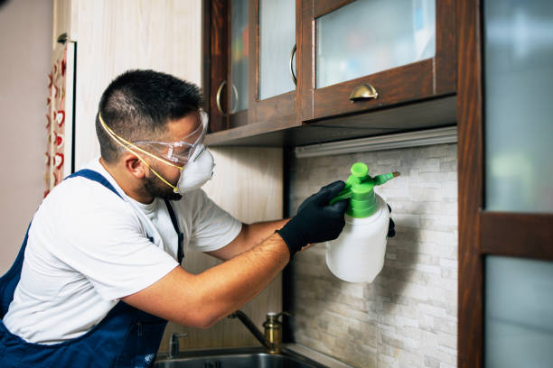 Best Termite Control Services  in Cao, ND