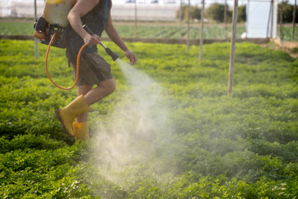 Best Local Pest Control Services  in Cao, ND
